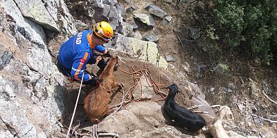 Altı Gündür Kayalıklarda Mahsur Kalan Keçiler Kurtarıldı